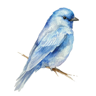 Beautiful Birds Watercolor Workbook