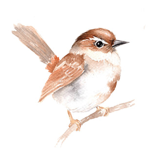 Beautiful Birds Watercolor Workbook