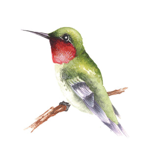 Beautiful Birds Watercolor Workbook