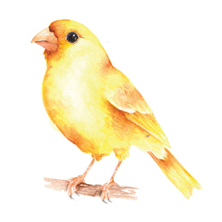 Beautiful Birds Watercolor Workbook