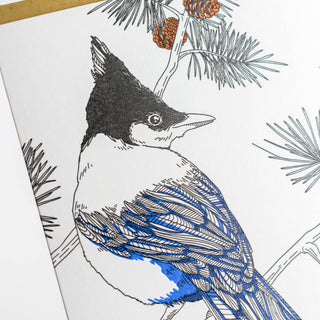Steller's Jay Card