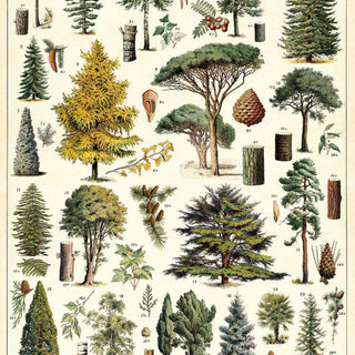 Cavallini & Co. Wrap/Posters