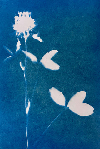 Beginner Cyanotype Workshop